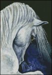 (image for) Arabian Stallion